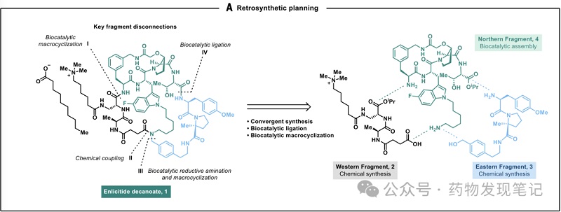 Biokatalytische cascades maken de productie van het macrocyclische peptide Enlicitide mogelijk
