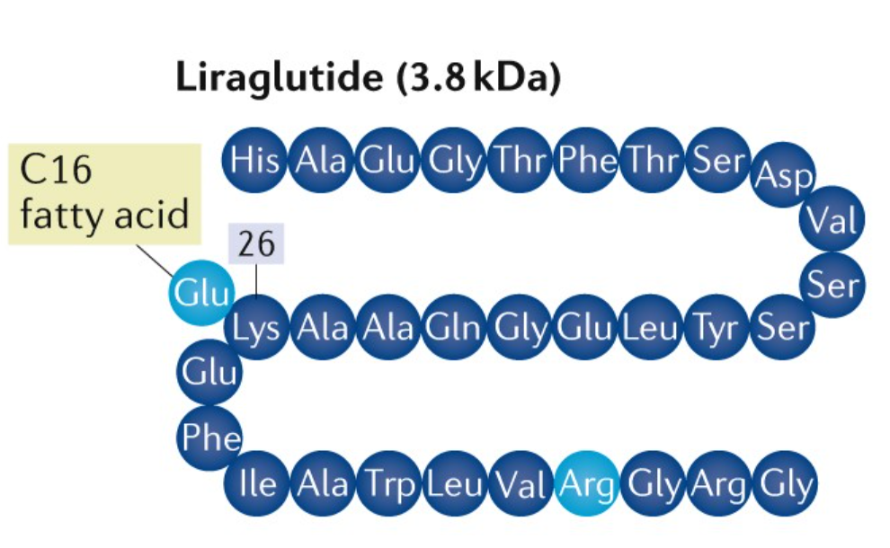 Liraglutide: een GLP-1-receptoragonist die de stofwisseling verbetert